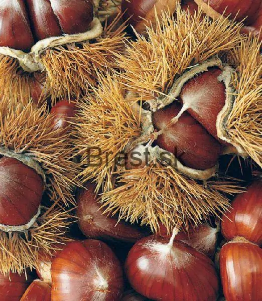 Castanea sativa 'Dorée de Lyon'